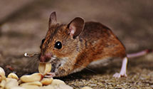 24 Hour & Emergency Exterminators in Hodgesville, AL